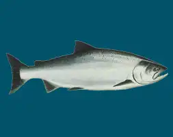 Vancouver Island Chinook Salmon Fishing Season