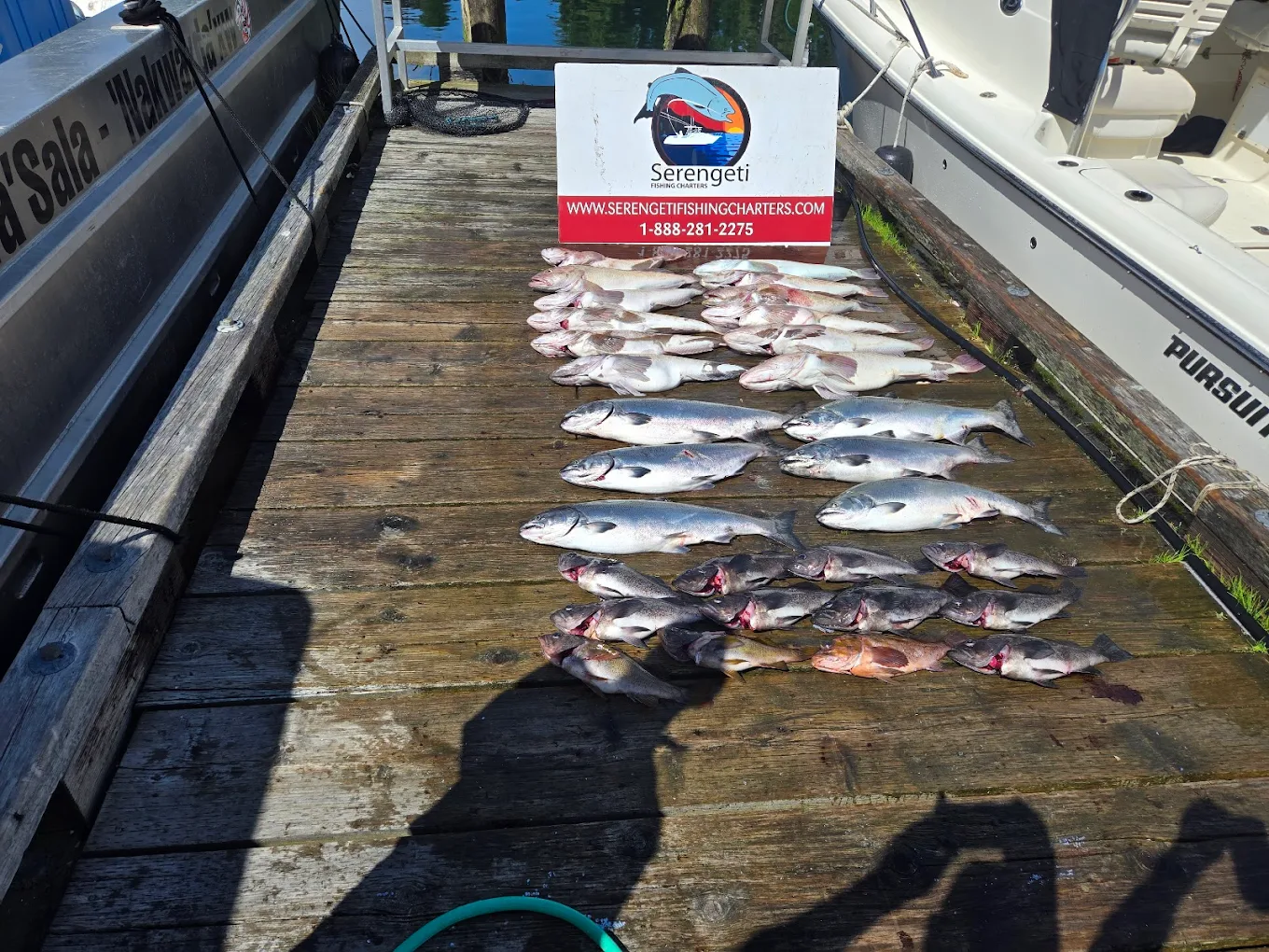 Salmon Fishing Port Hardy Queen Charlotte Strait