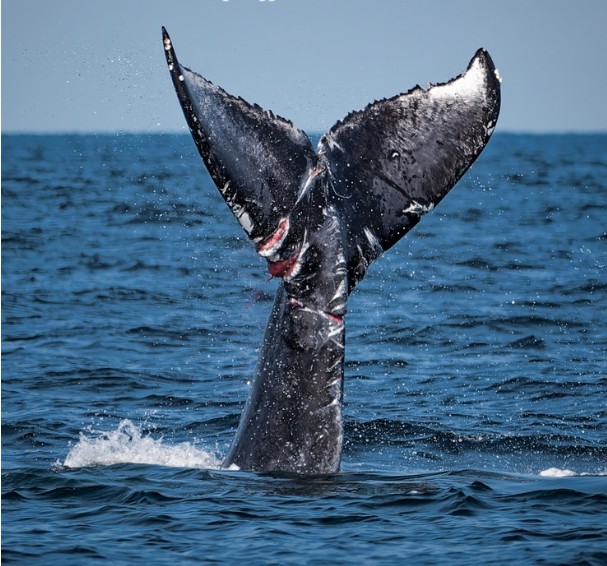Humpback Whale Entanglements Rise Near Shellfish Traps
