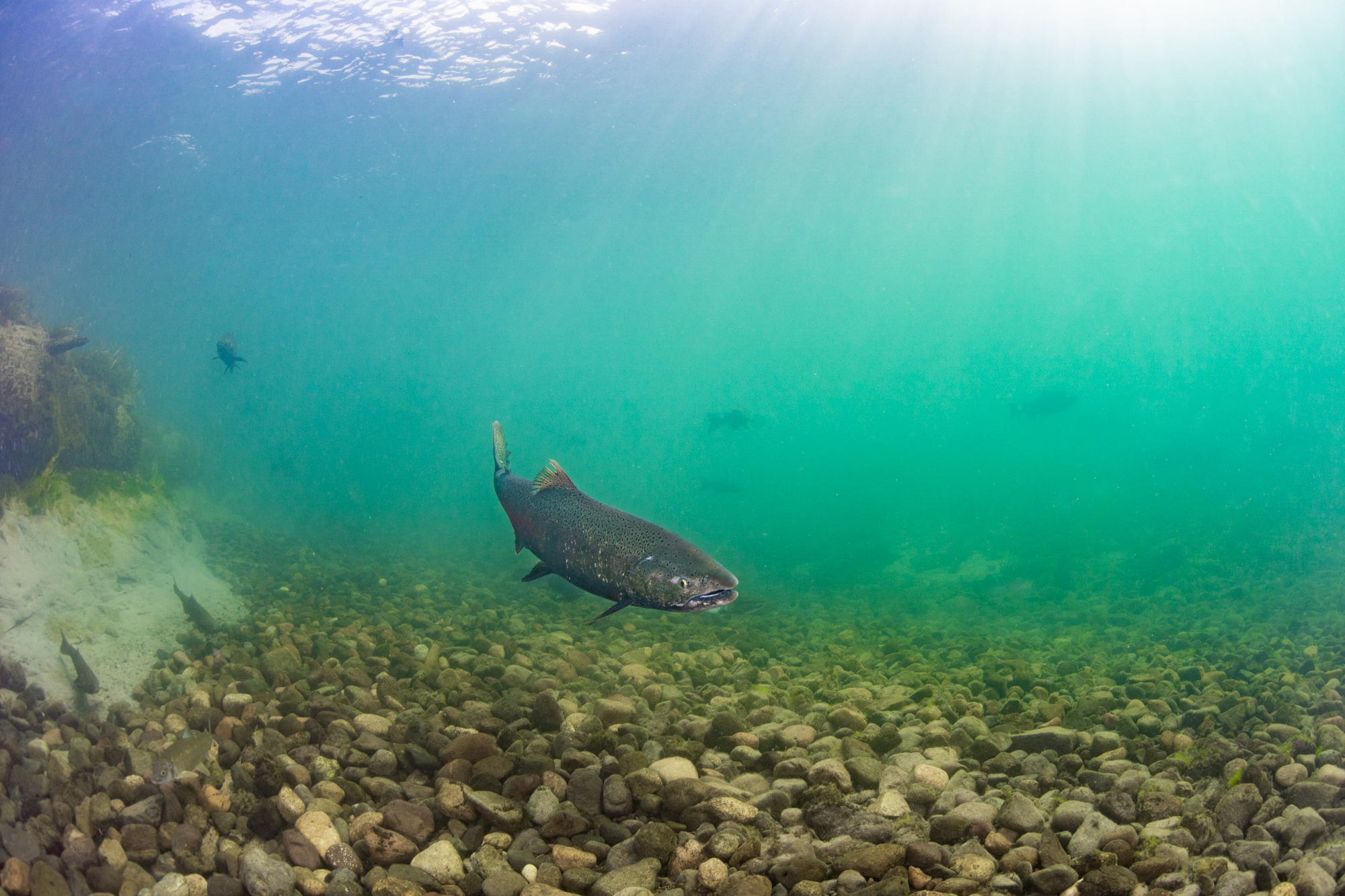 Deadly Bacterial Disease Found in Wild Chinook