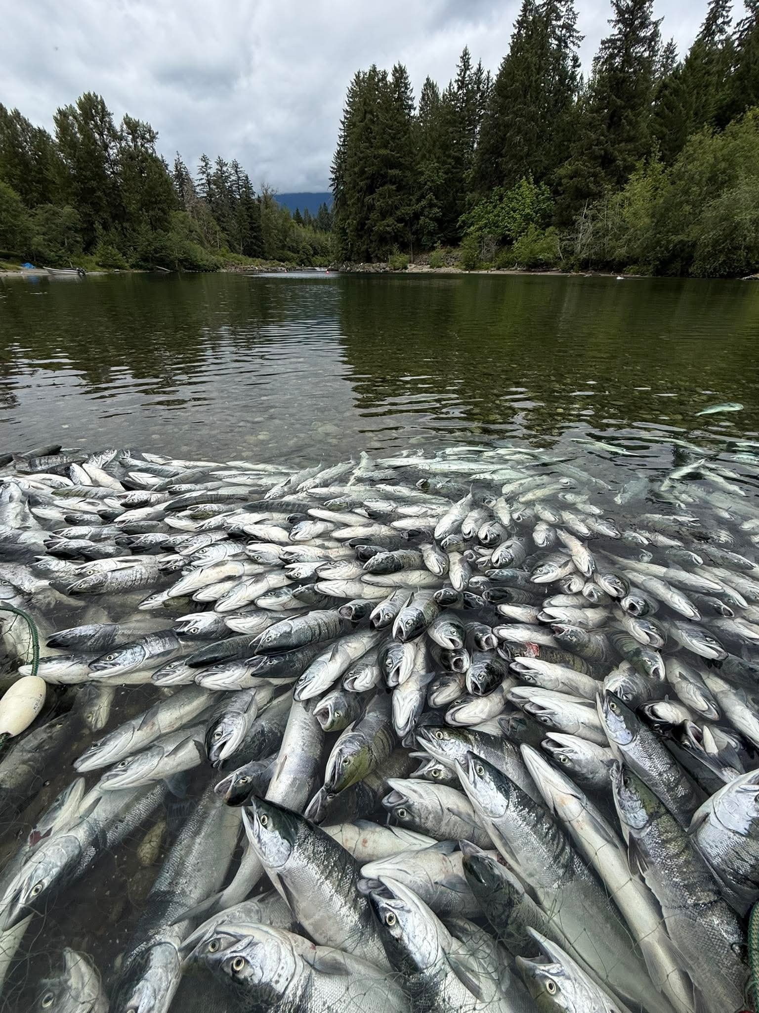 Somass River Sockeye Run Brings Abundance