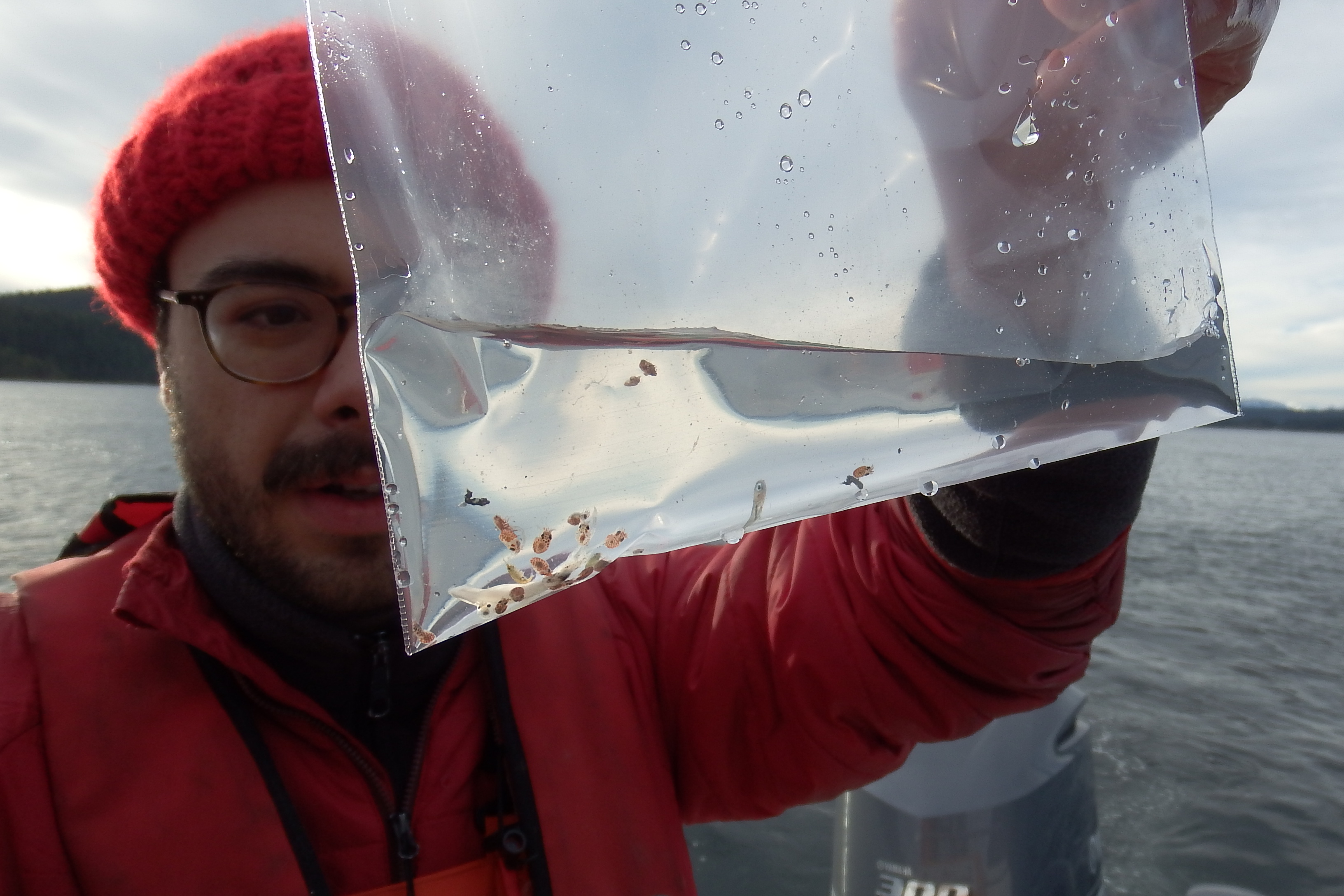 Salmon Diet Changes Across Salish Sea