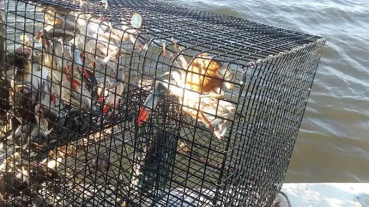Crab Pot Cage