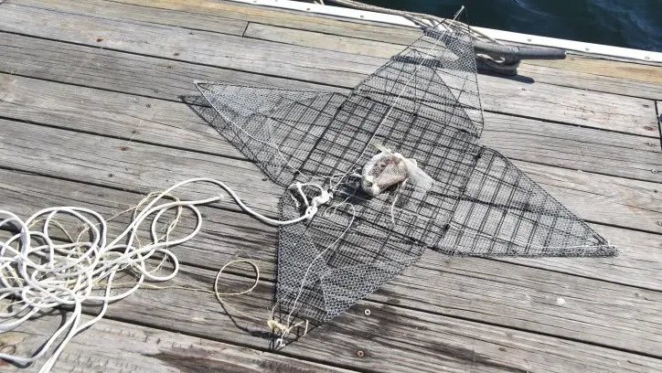 Pyramid Trap