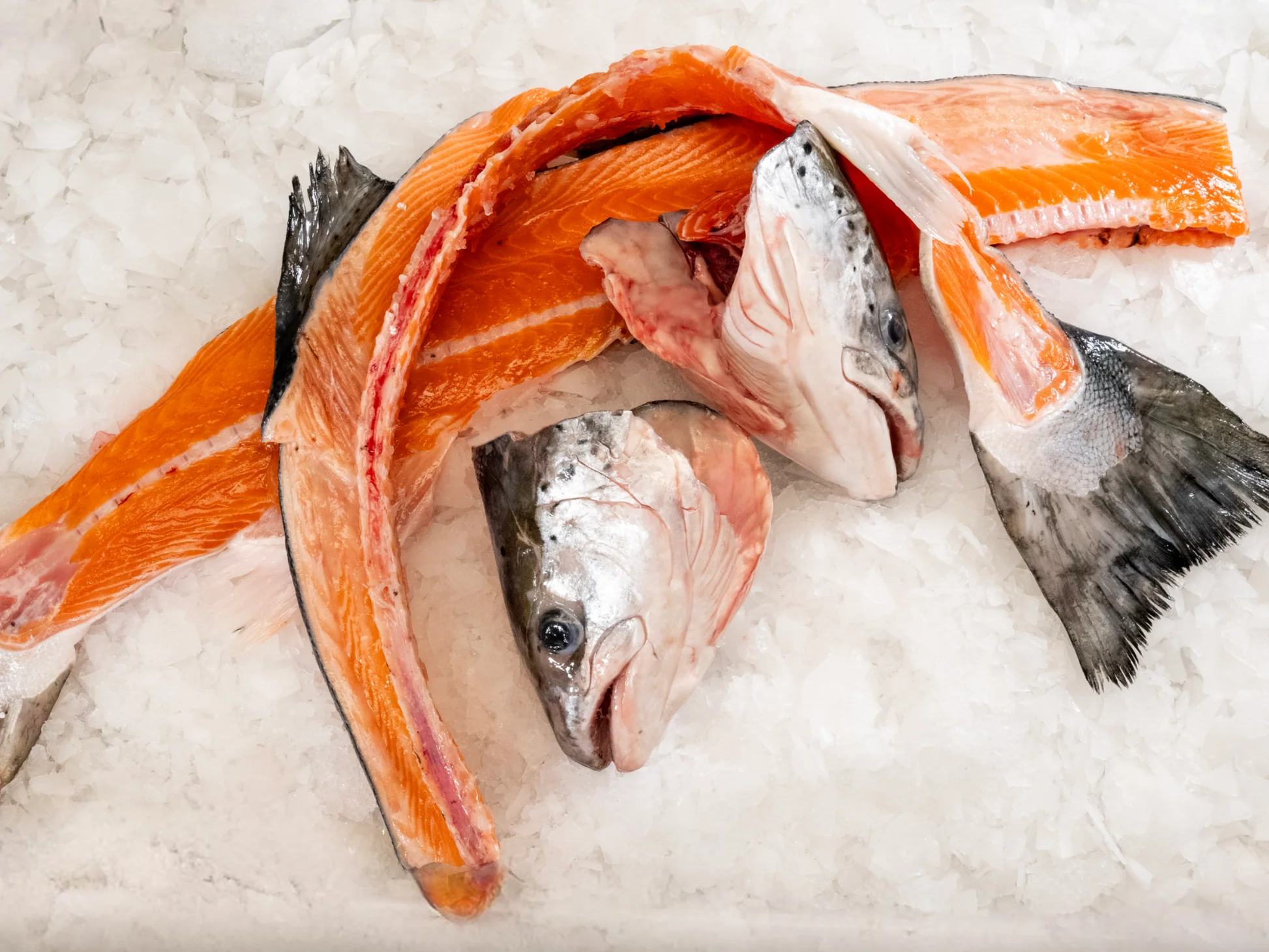 Salmon Heads & Carcasses