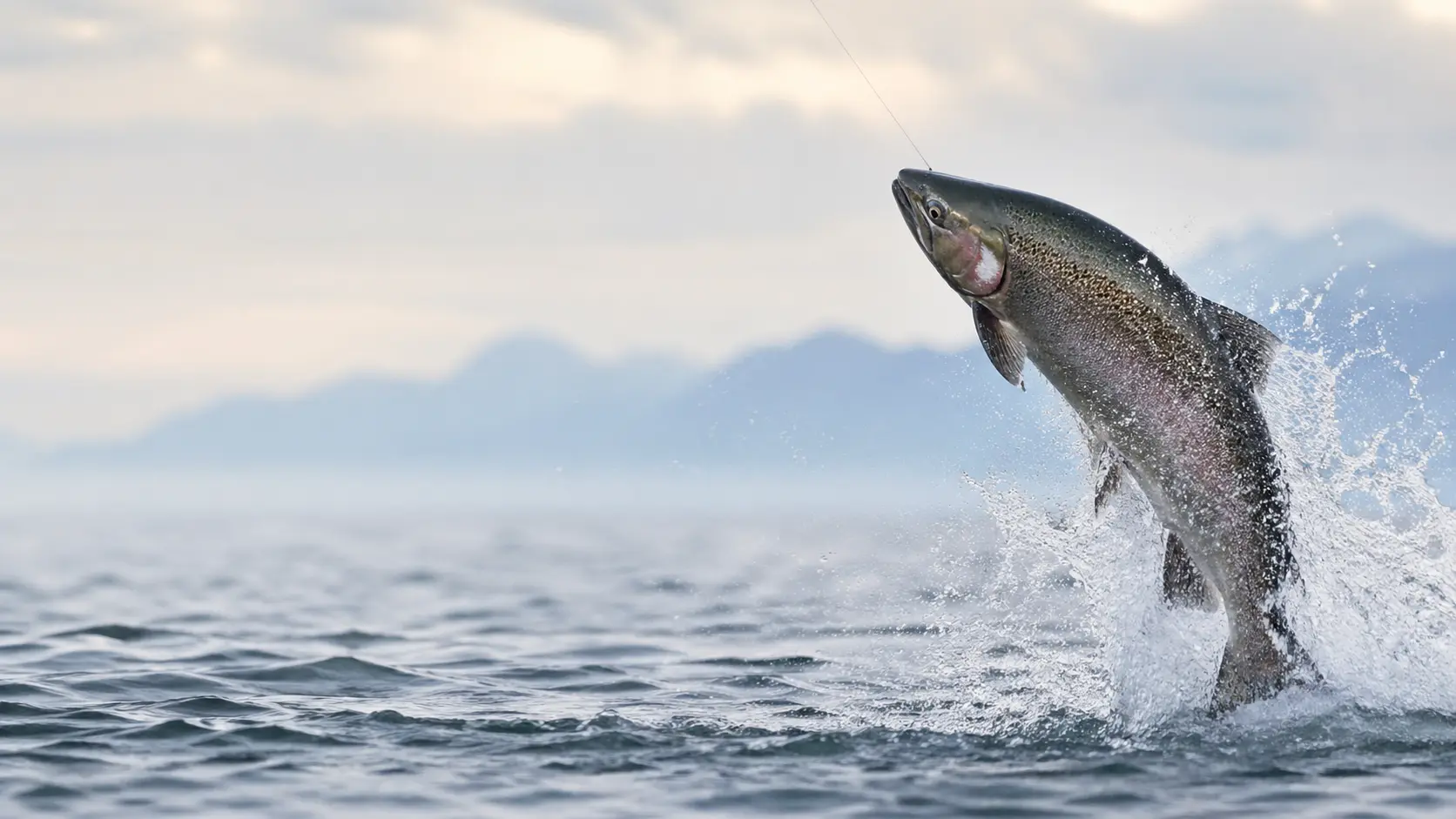 Successful Salmon Catch