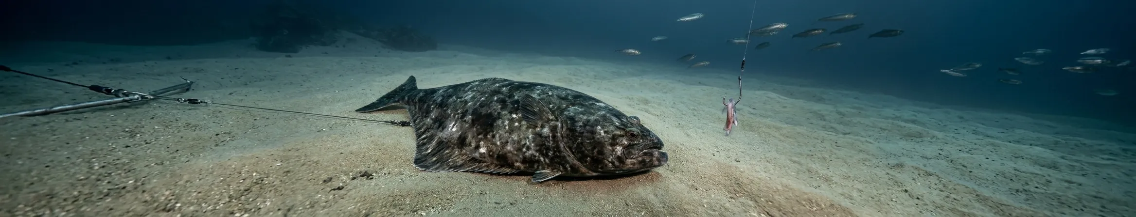 Pacific Halibut