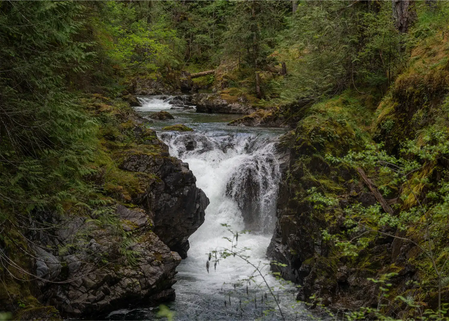 Fishing in Big Qualicum River