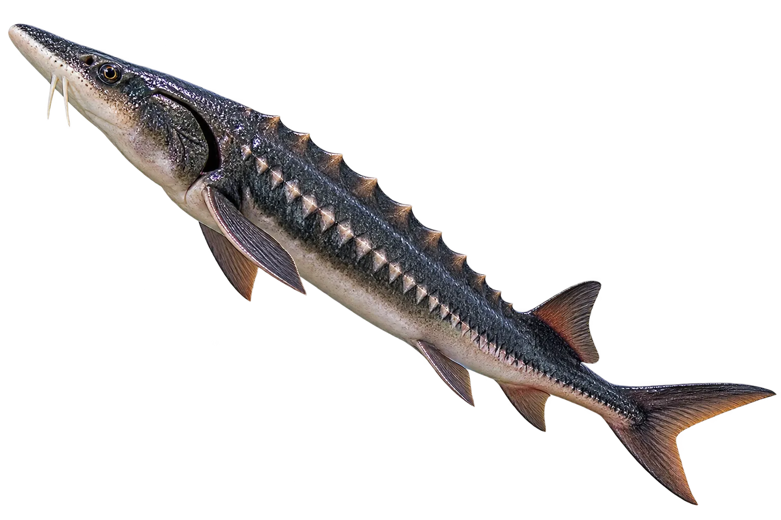 White Sturgeon on Vancouver Island