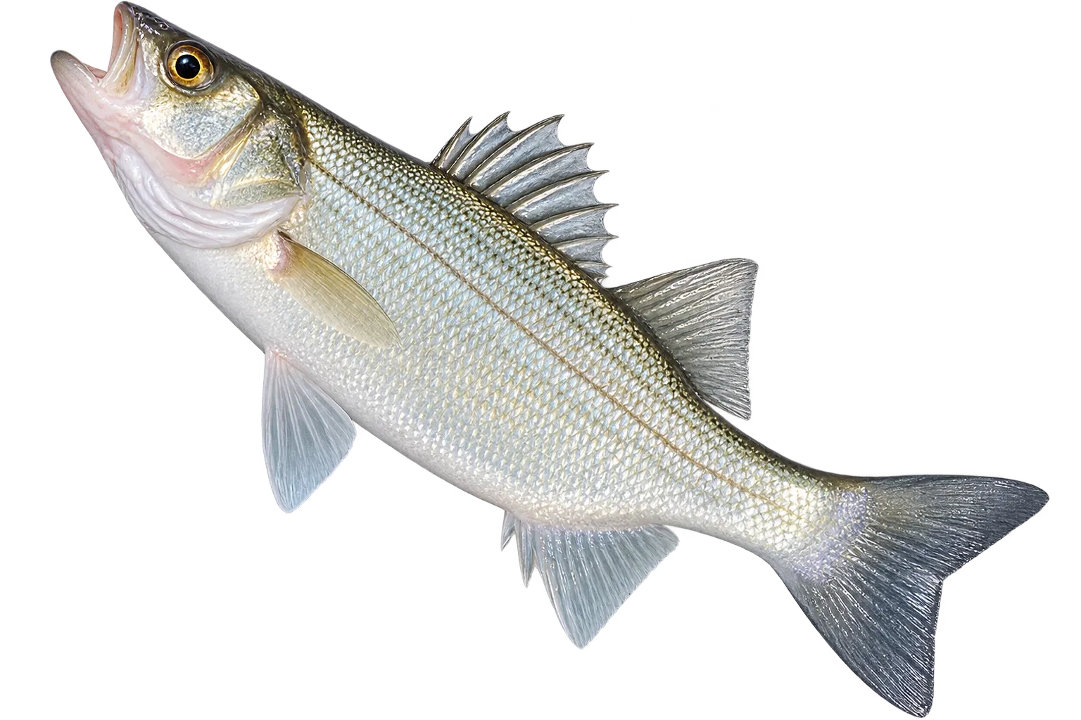 Bass on Vancouver Island