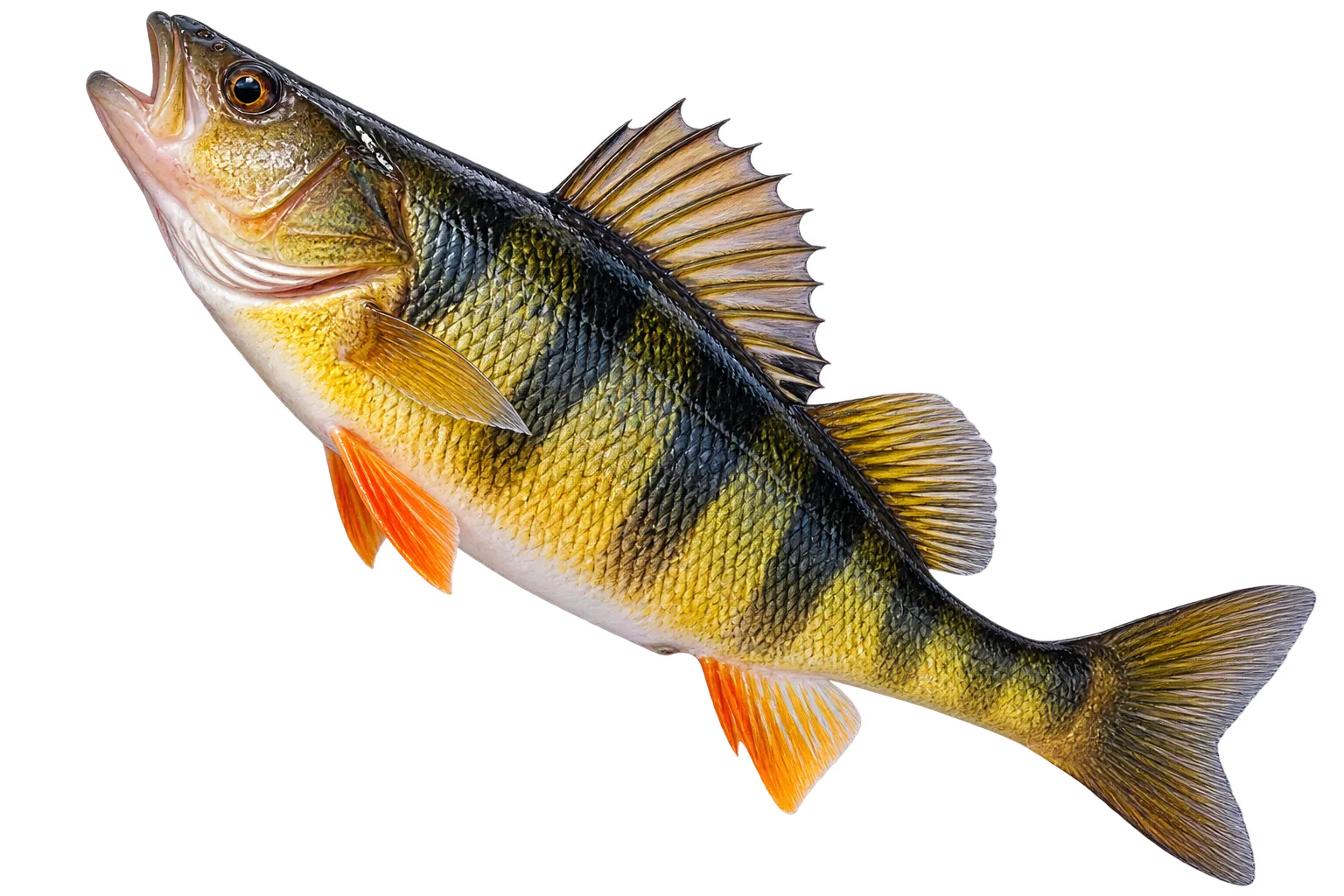 Yellow Perch on Vancouver Island
