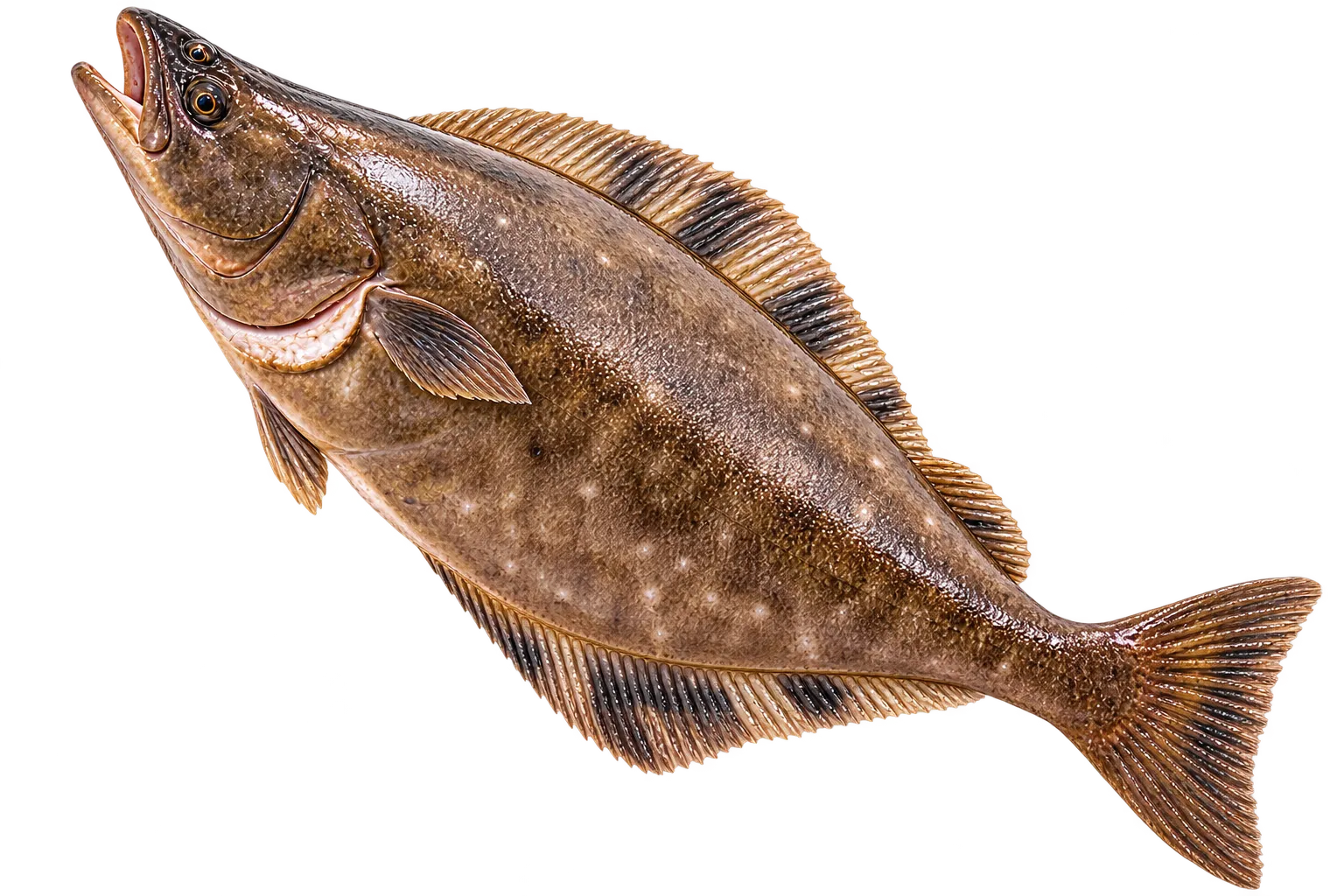 Halibut on Vancouver Island