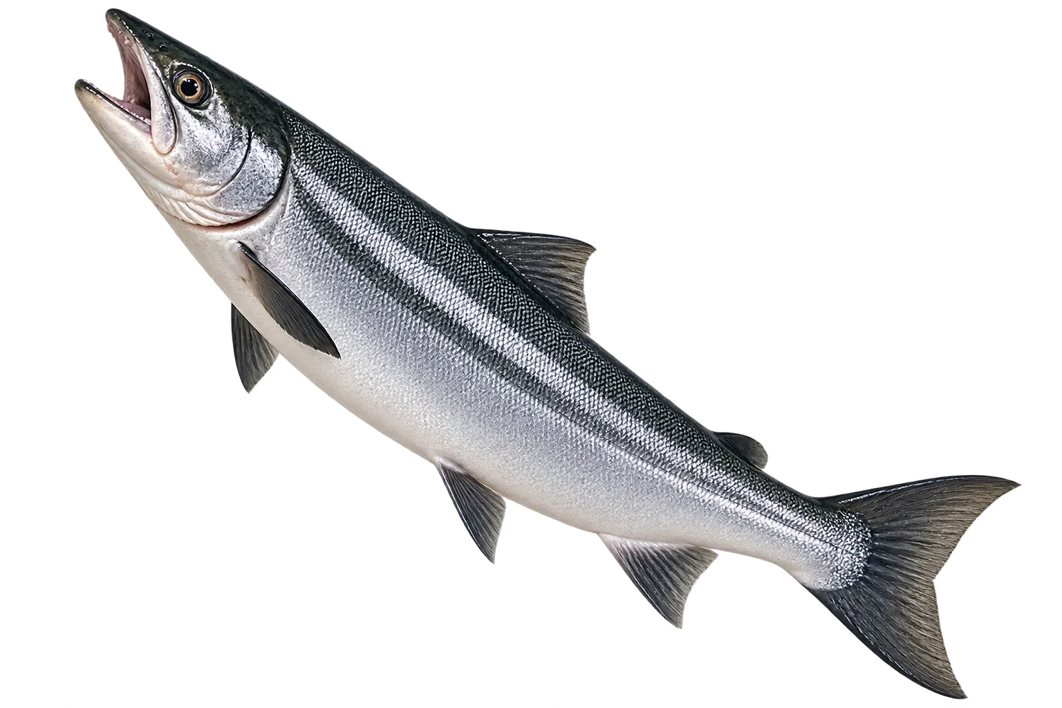 Salmon on Vancouver Island