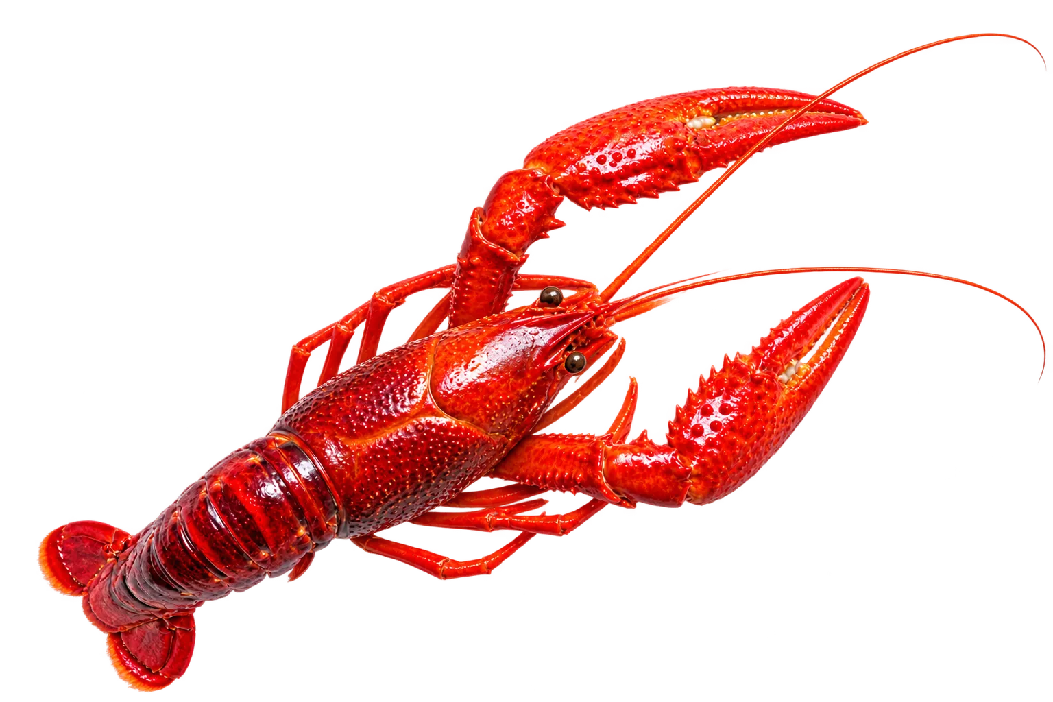 Crayfish on Vancouver Island