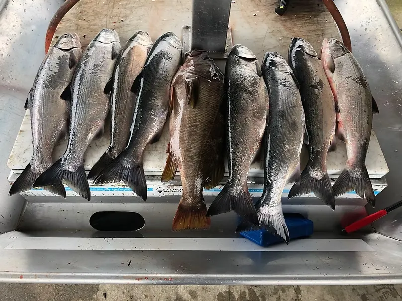 4 Hour Scenic Tour and Salmon Fishing | VI-FT-014
