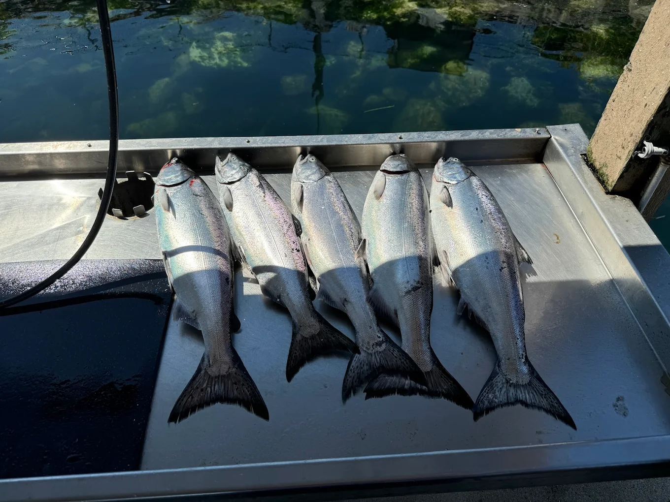 Coastal Wilderness Adventures Sportfishing