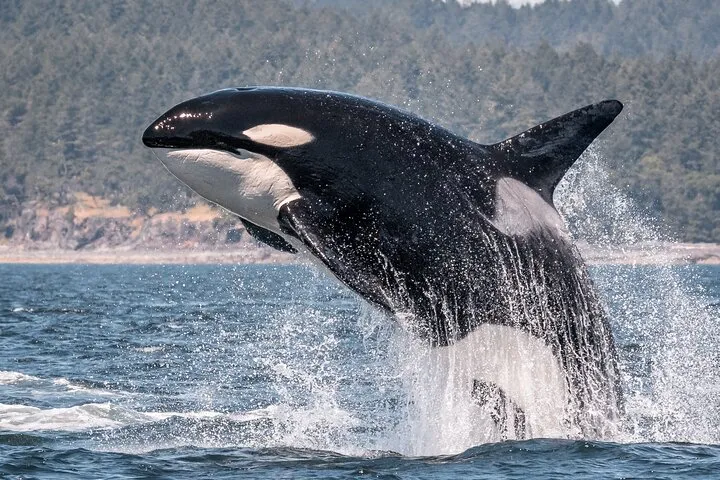 Wildlife Tours