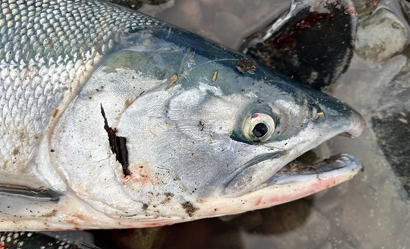 Salmon Fishing