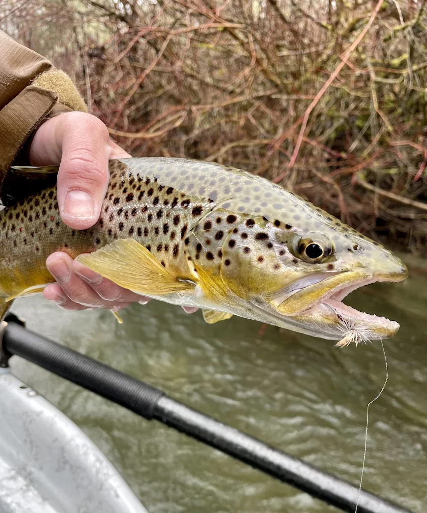 Avid Angler Outfitters