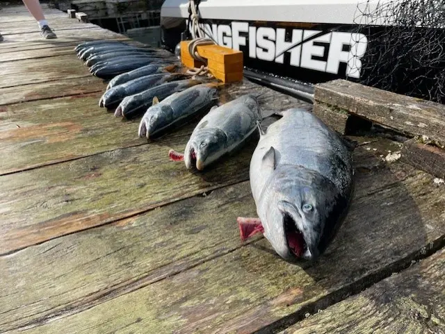 Salmon Fishing Telegraph Cove Johnstone Strait