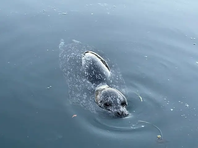 Marine Wildlife Johnstone Strait Vancouver Island