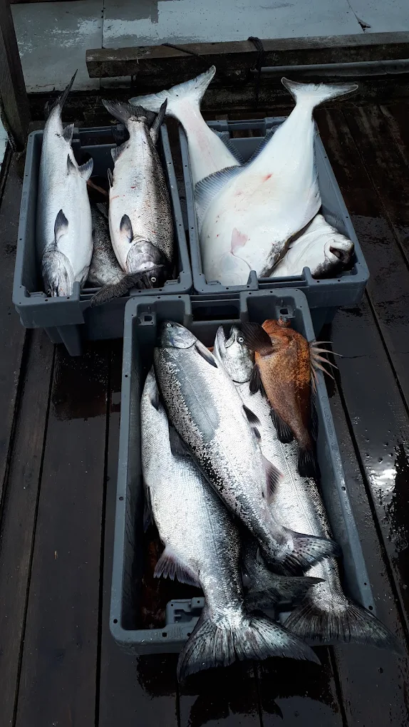 Salmon Fishing Port Hardy Queen Charlotte Strait