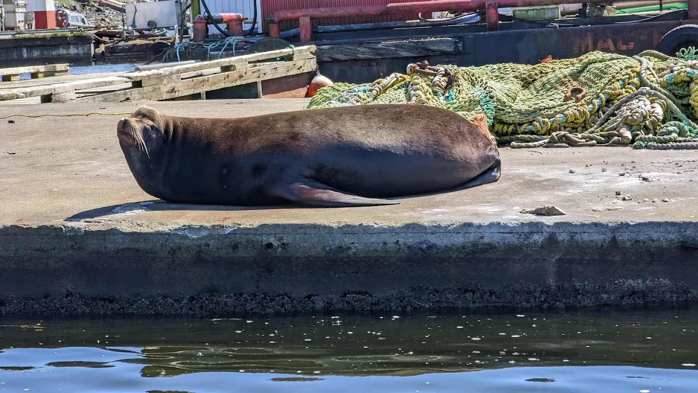 Marine Wildlife Queen Charlotte Strait Vancouver Island