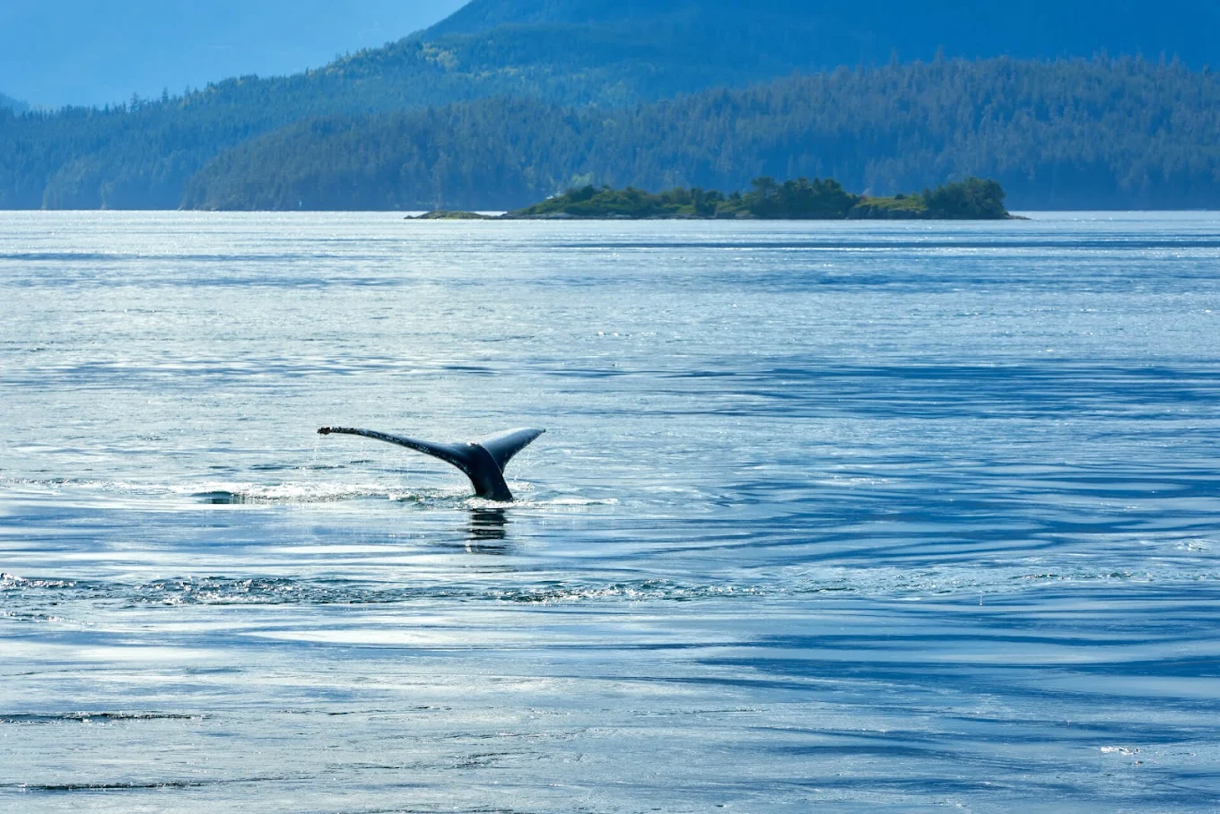 Marine Wildlife Queen Charlotte Strait Vancouver Island