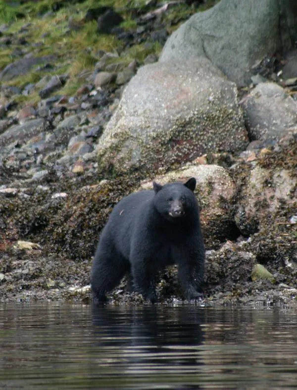 Marine Wildlife Barkley Sound Vancouver Island