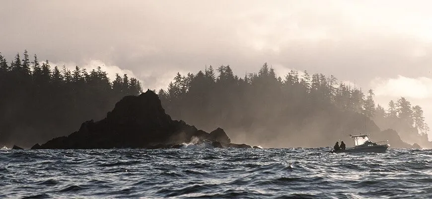 Marine Wildlife Barkley Sound Vancouver Island