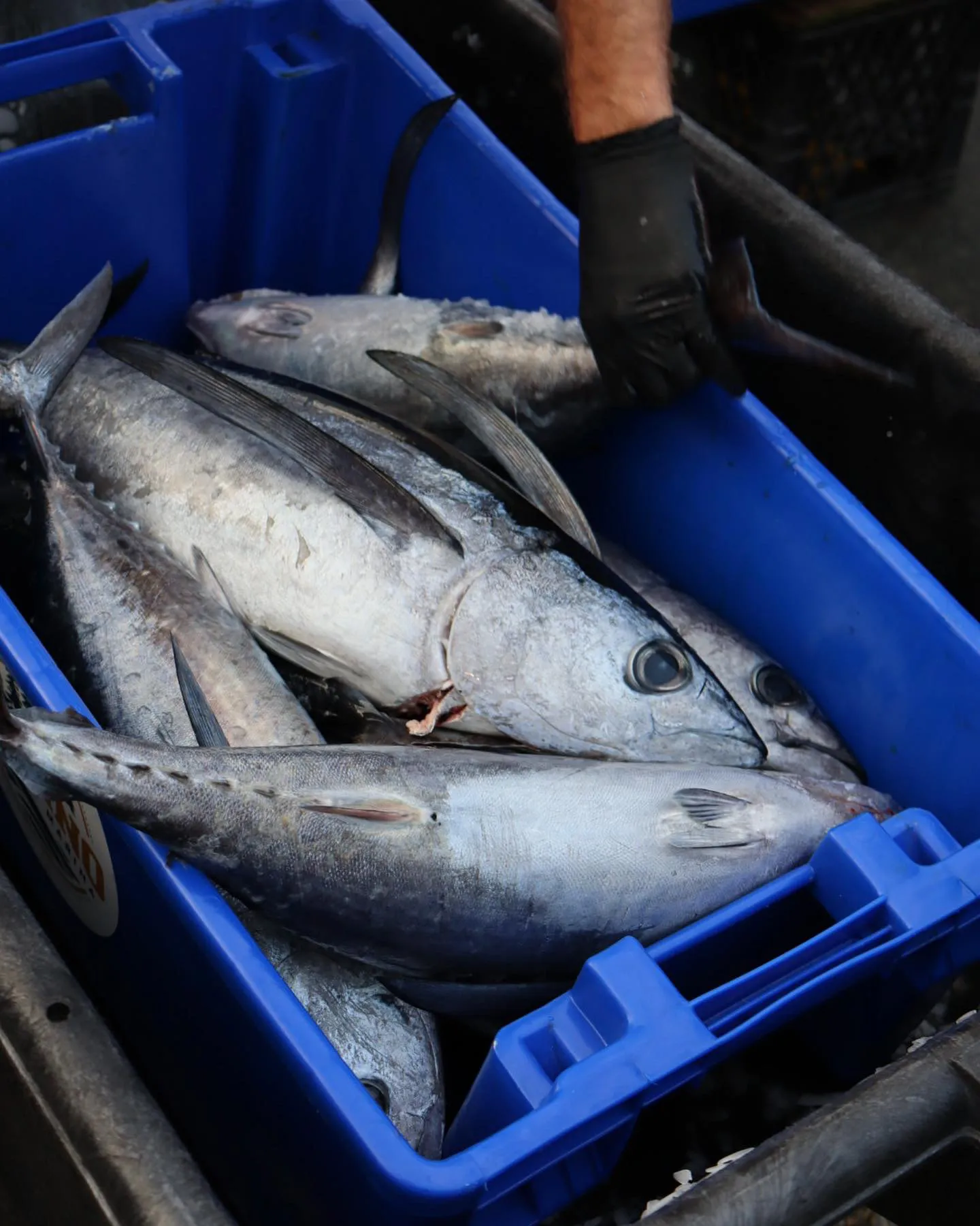 Marine Wildlife Tofino Clayoquot Sound
