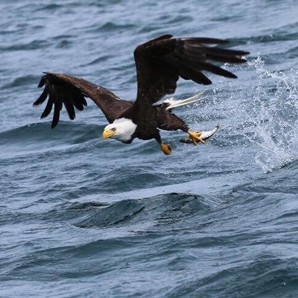 Marine Wildlife Sooke Victoria