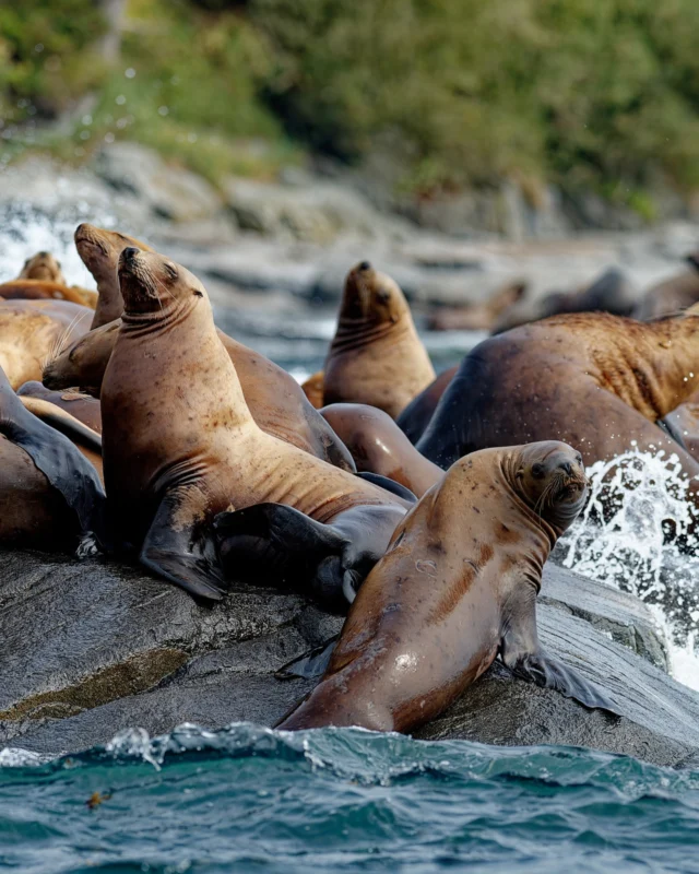 Marine Wildlife BC Coast