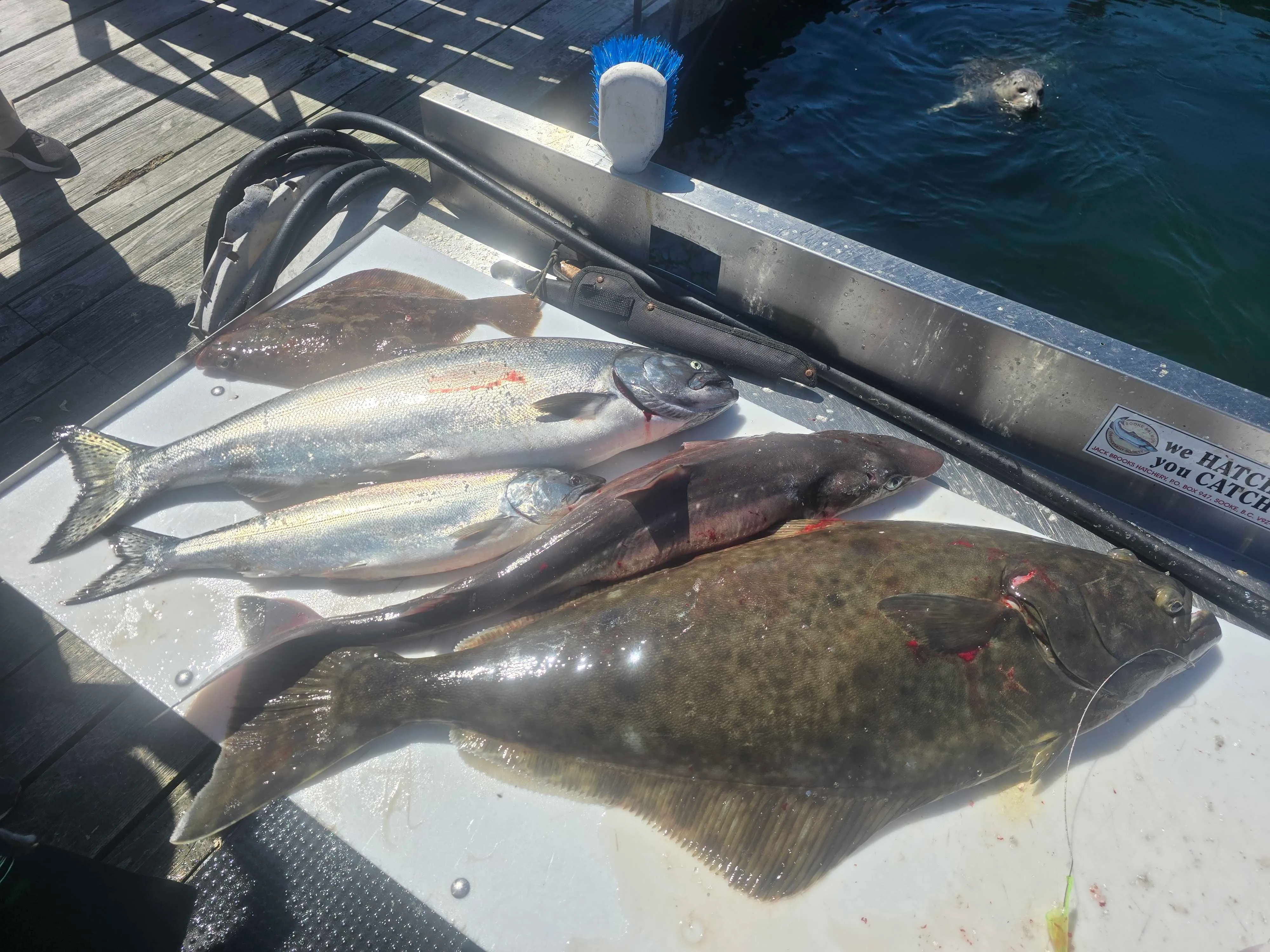 Salmon Fishing Sooke
