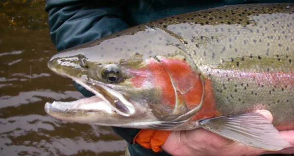 Fishmyster